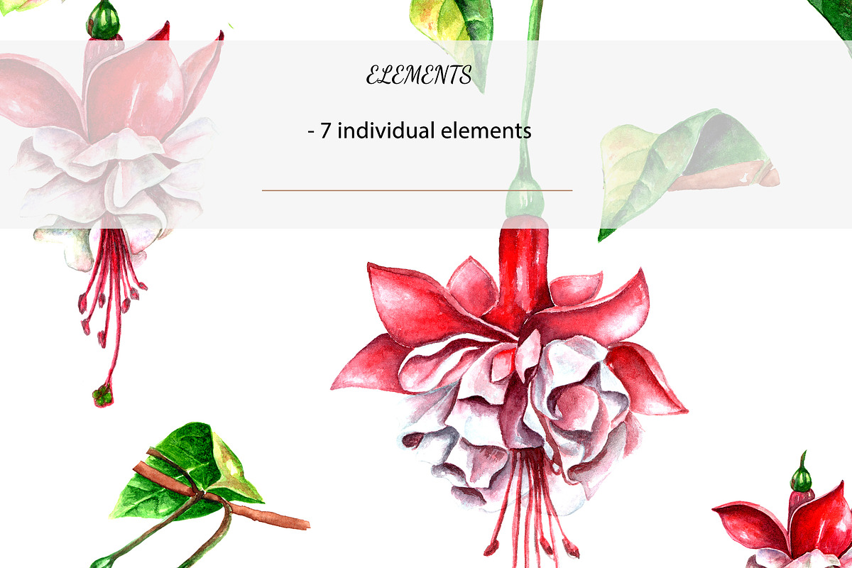 Watercolor Fuchsia flower, an Object Graphic by YuMyart (Photo 2 of 3)