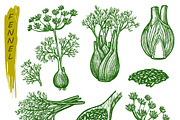 Fennel sketch, spice seasoning set, a Food Illustration by GenziWorkshop (Thumbnail 3 of 3)