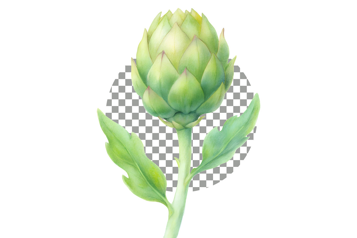 Hand-Painted Artichoke Clipart, a Decorative Illustration by crafty (Photo 2 of 6)