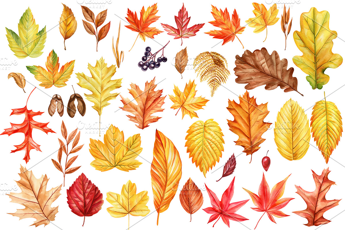 Harvest Thanksgiving fall clipart, a Decorative Illustration by Hanna Hryharenka (Photo 7 of 20)