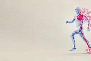 Medical illustration of human circulatory system in running moti, a Health & Medical Photo by José Manuel Gelpi