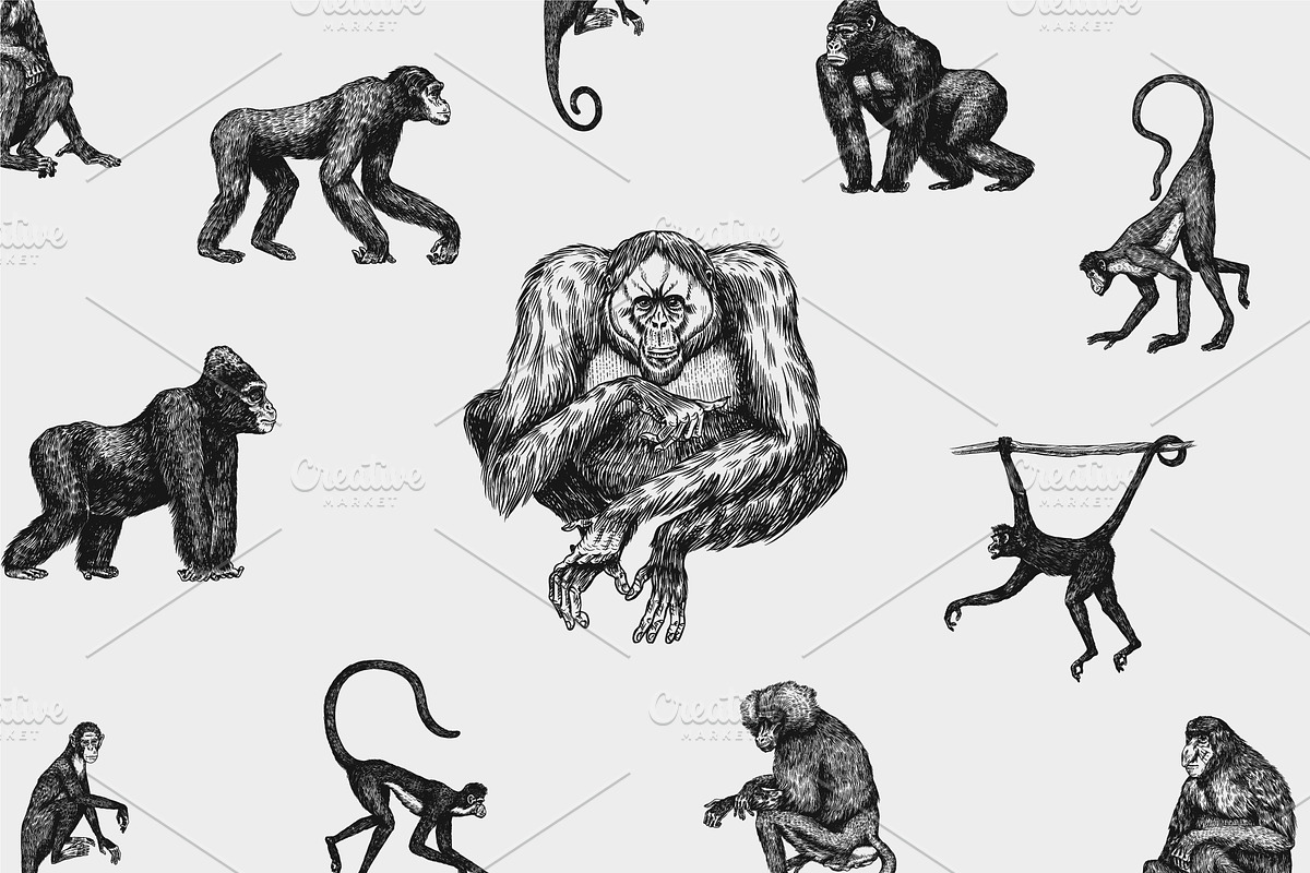 Monkey set. Chimpanzee and gorilla., an Animal Illustration by Arthur Balitskiy (Photo 1 of 5)