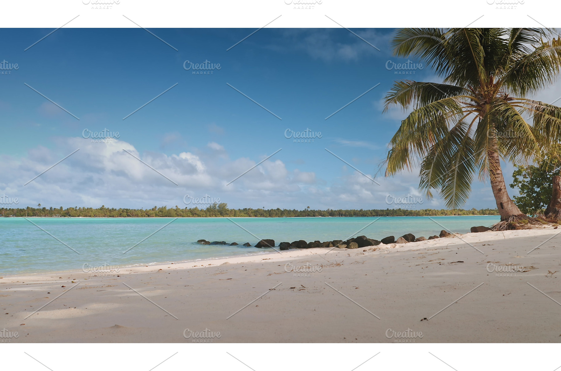 Palm tree swaying on a tropical, a Nature Photo by Goinyk