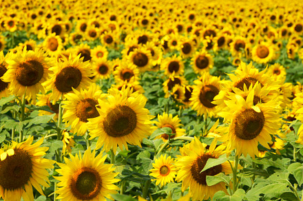 Field of Golden Yellow Sunflowers, a Nature Photo by Sharon Schwalbe