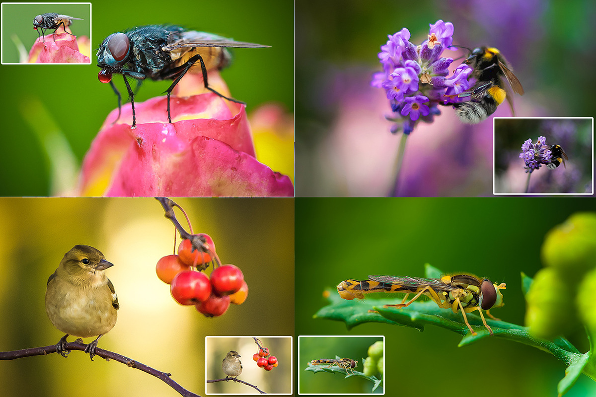 40 Macro Lr Presets preview 3