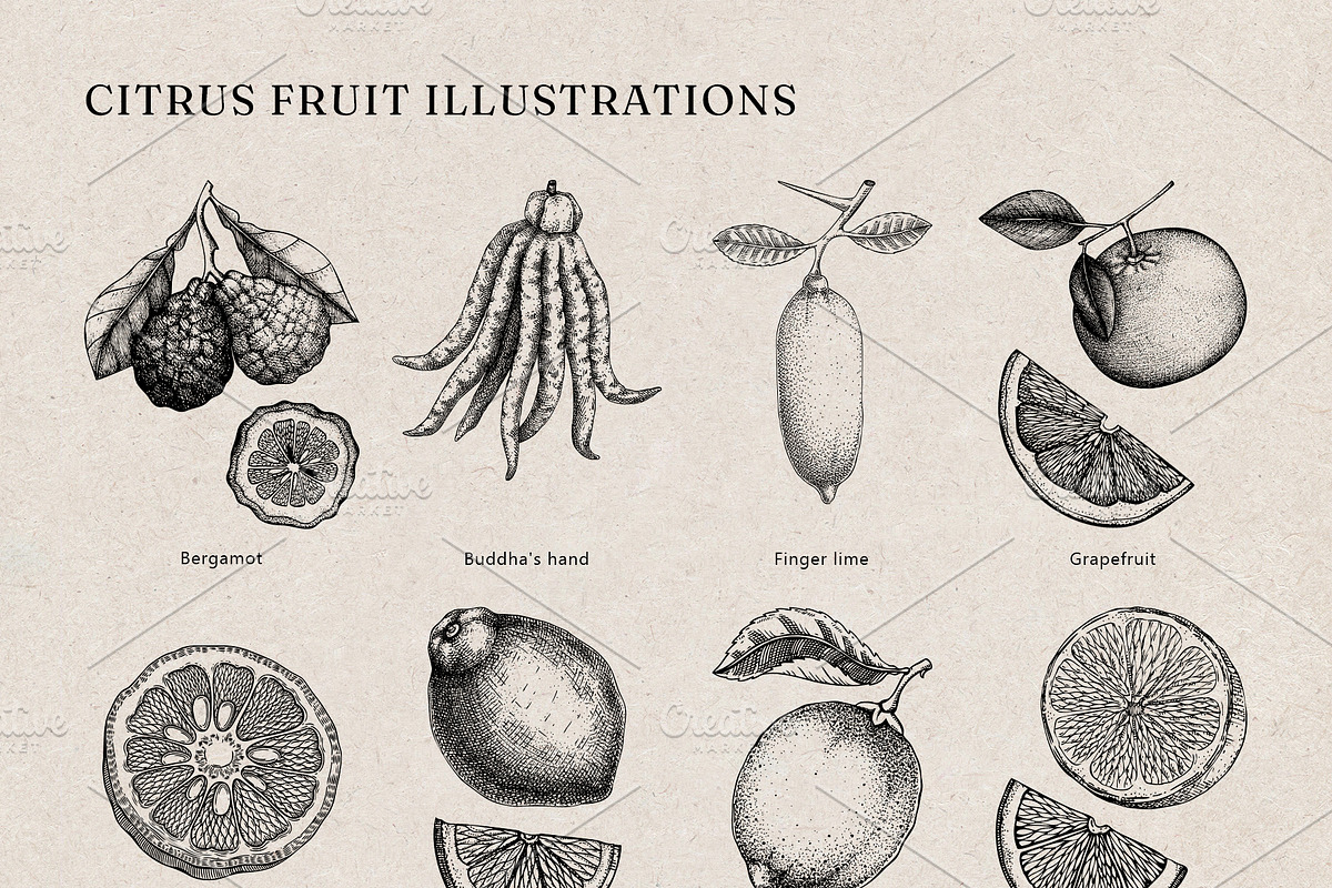 Citrus Fruit Vector Illustration Set, a Food Illustration by Yevheniia (Photo 10 of 11)