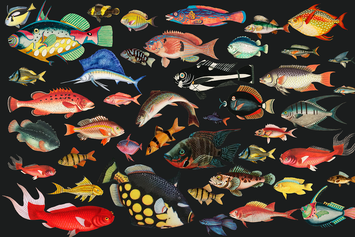 SALE! Collage Art Creator Pack 1400+, an Animal Illustration by Lilithcollageart (Photo 10 of 19)