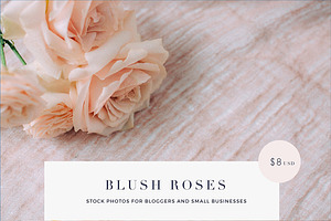 Blush roses stock photos SALE!