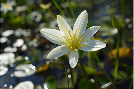 White water lily blooming in a pond, a Nature Photo by Ylivdesign