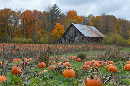 A large field filled with pumpkins s, a Photo by Iftikhar Alam