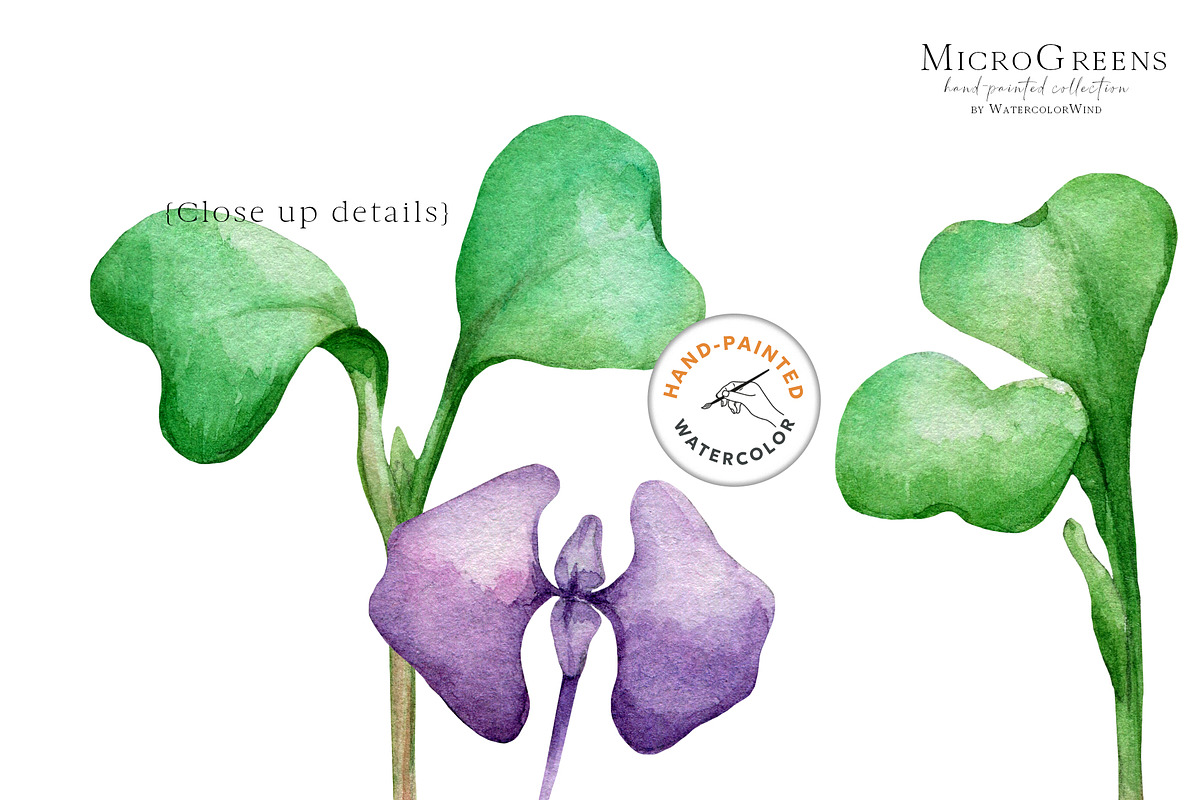 Microgreens sprouted seeds clipart, a Food Illustration by Ksenia Shmakova (Photo 7 of 8)