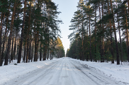 Road in Russia forest with covered s, a Nature Photo by AlexBush