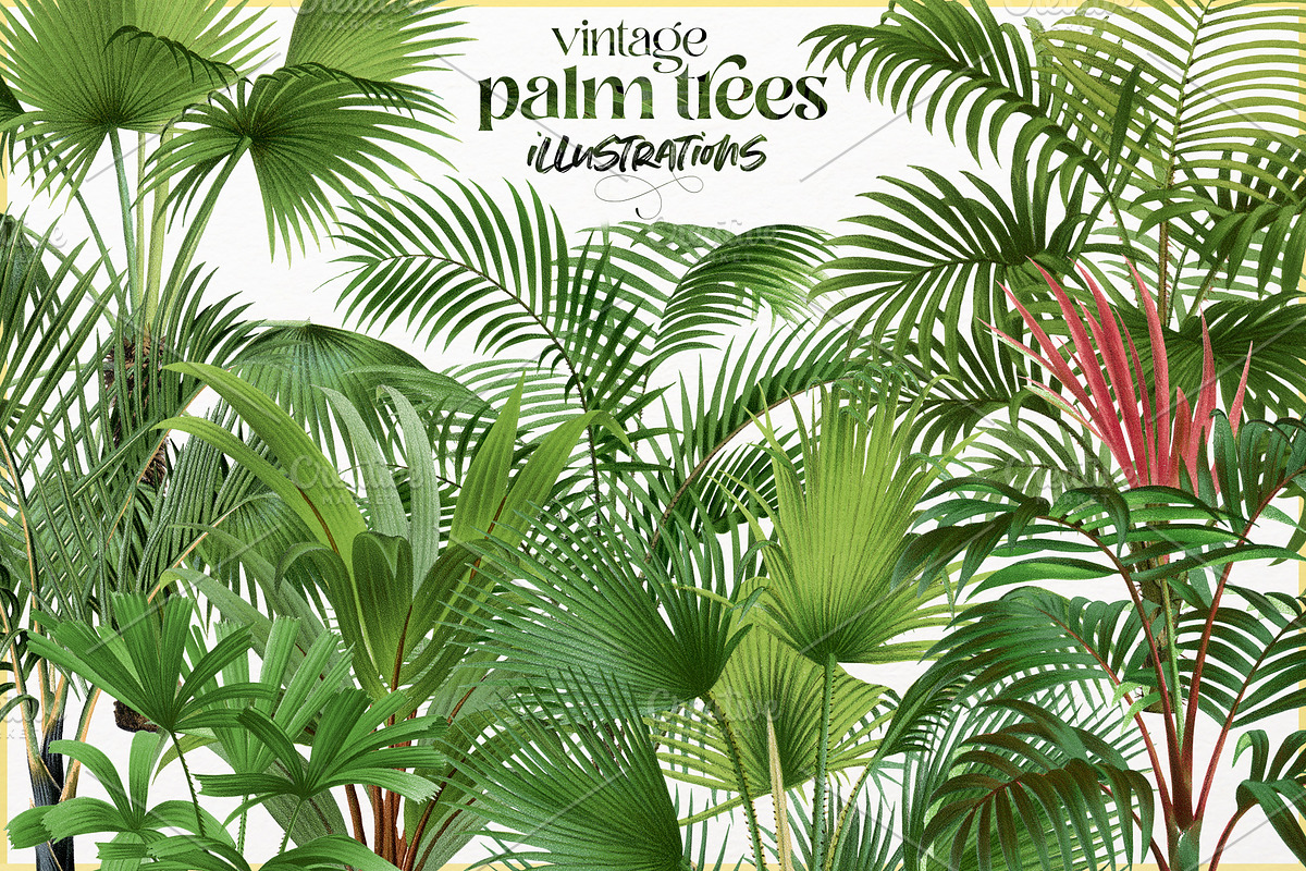 Vintage palm tree illustrations, a Decorative Illustration by Natalka Dmitrova art (Photo 1 of 8)