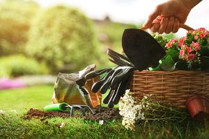 Hand Holding Gardening Basket with Spring Flowers, a Nature Photo by Davizro's Market