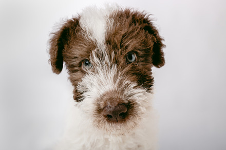 Close-up of a Fox Terrier puppy