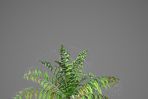 Alsophila Fern Young LOW