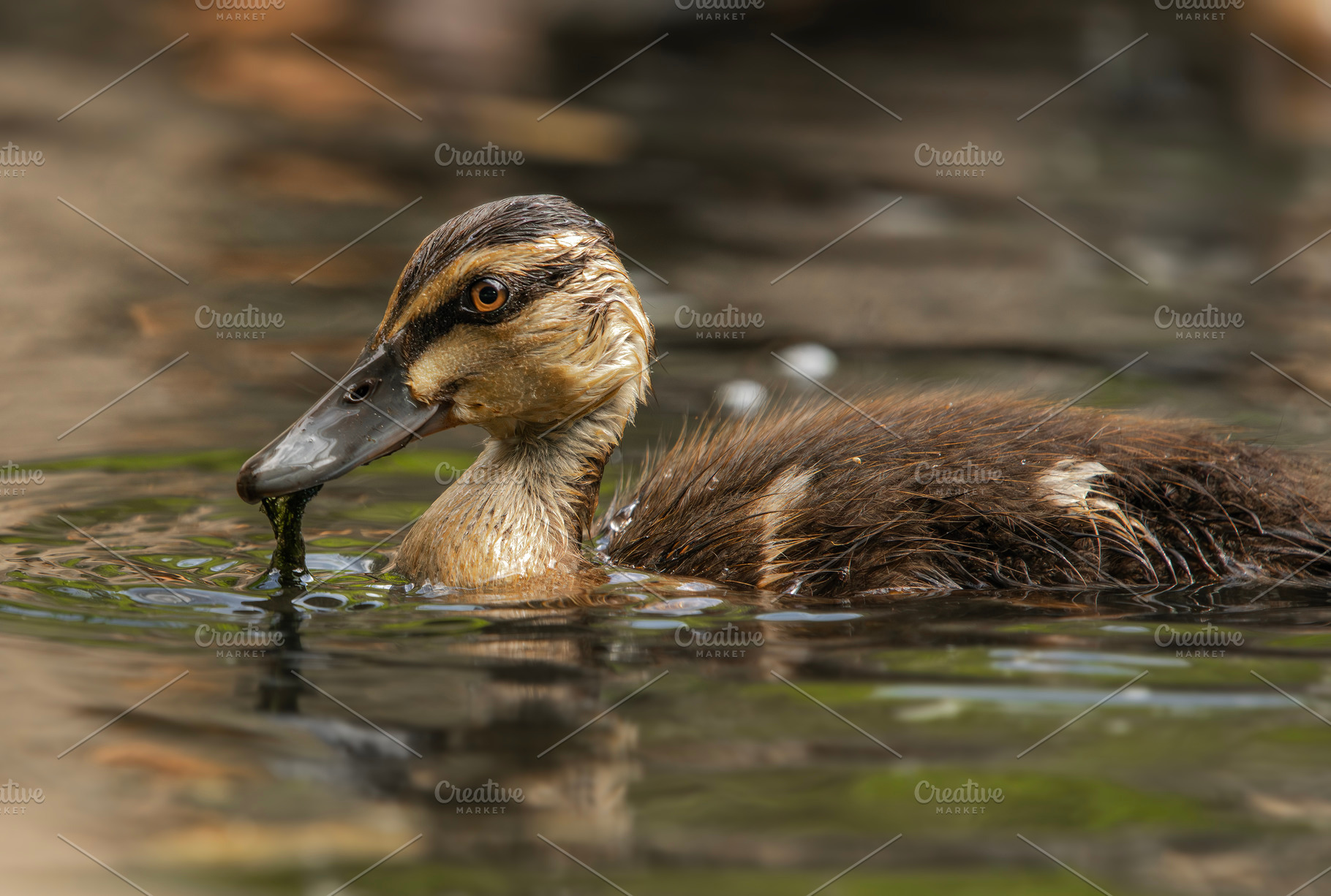 Pacific Black Duckling, an Animal Photo by Rob D Animal Photography