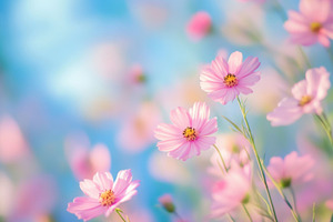 Beautiful pink flowers in bloom, a Photo by Beautiful things