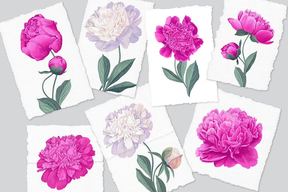 White & Pink Realistic Peonies Set, an Illustration by MarynaPetrovska (Photo 4 of 23)