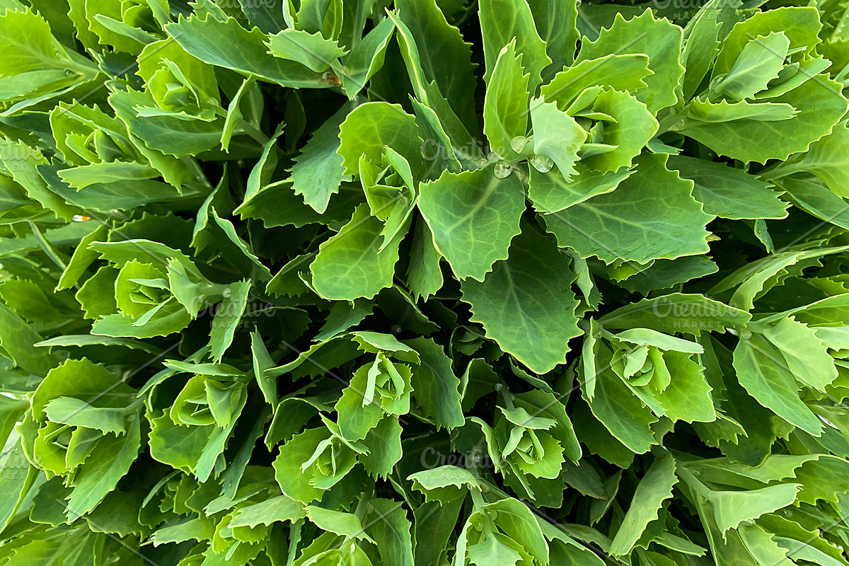 Green Natural Leaves Texture, a Photo by VetalStock (Photo 5 of 8)