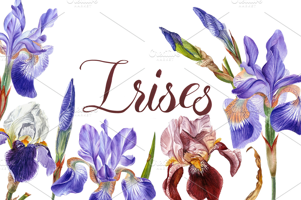 Irises set, a Decorative Illustration by Watercolor life (Photo 1 of 6)