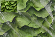 42 Transparent Plastic Film Overlays, a Texture Graphic by Ksuview (Thumbnail 5 of 6)