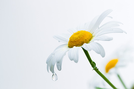 Petals of a camomile with drops of water featuring flower, drop, and nature, a Nature Photo by oleghz