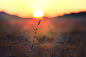 Wheat field in the sun, a Nature Photo by Mark Borbely