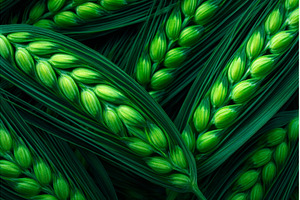 Switchgrass is utilized as a, an Industrial Photo by ZinetroN