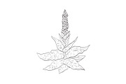 Great Mullein Wild Plant Drawing, a Decorative Illustration by patrimonio (Thumbnail 1 of 3)