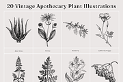 Apothecary Plants & Herbs Vector Set, a Healthcare Illustration by Yevheniia (Thumbnail 10 of 11)
