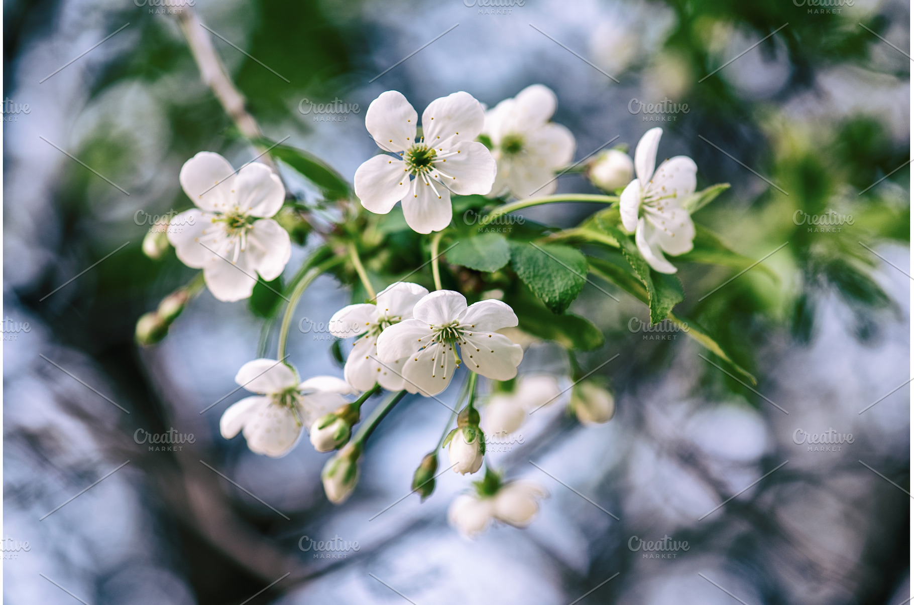 Cherry flowers frame, a Nature Photo by Nature and travel