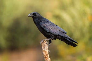 Raven containing corvus, raven, and animal