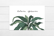 Мango Vector Collection, an Illustration by Lubov Illustrations Shop (Thumbnail 4 of 7)