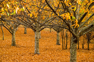 Orange Autumn Orchard, a Nature Photo by THP Creative