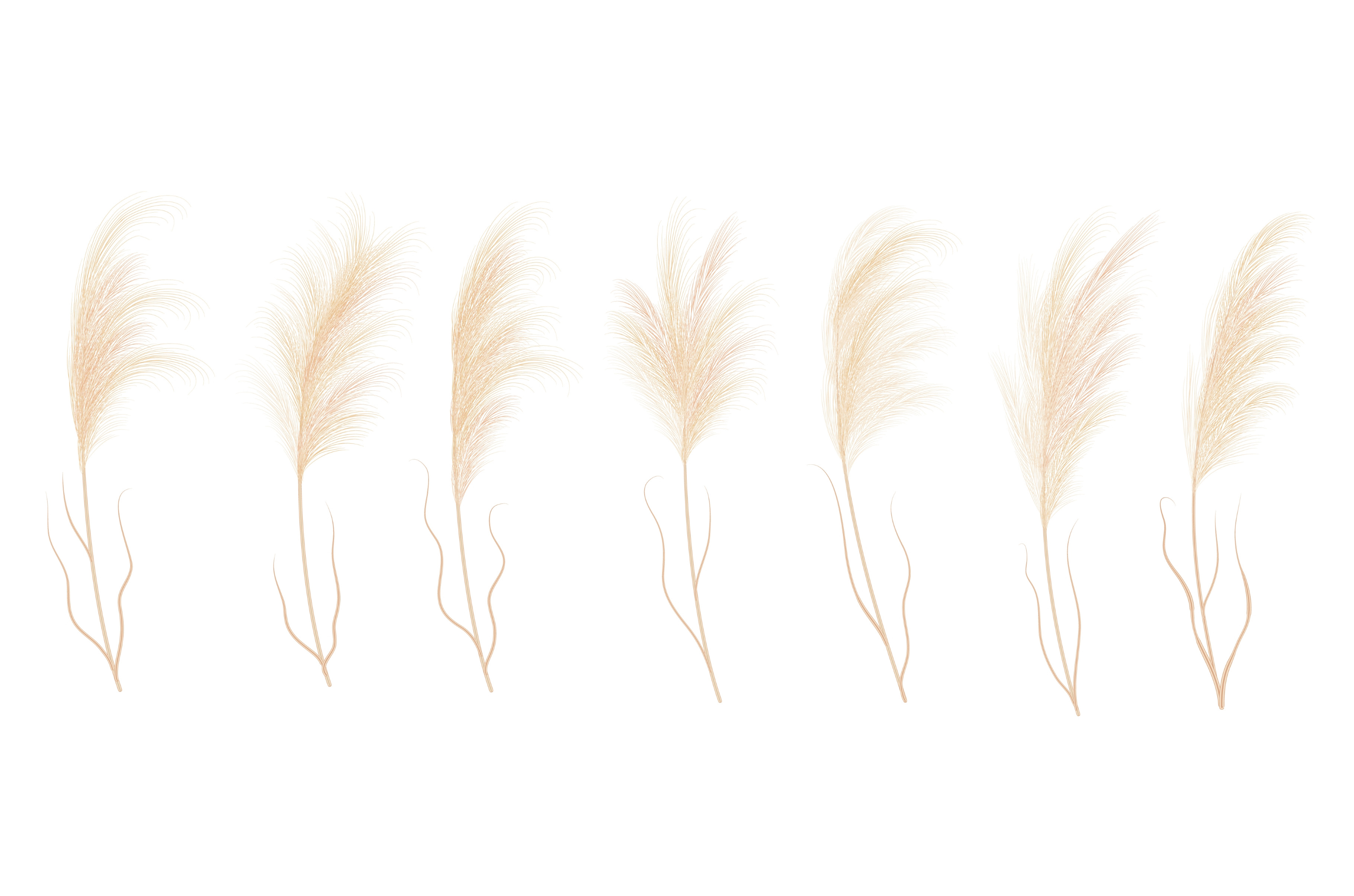 Pampass grass isolated branches, a Decorative Illustration by Vector ...