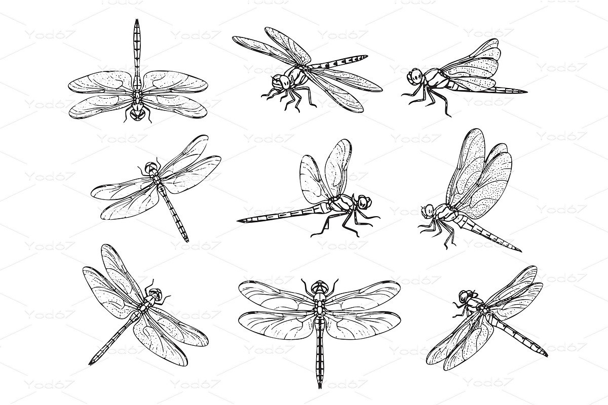Vector set of dragonflies in various, an Animal Illustration by yod67