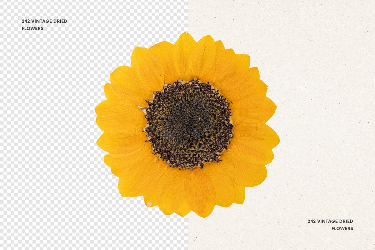 242 Vintage Dried Flowers, an Object Graphic by Ksuview (Photo 2 of 11)