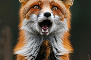 236 surprised animals, an Animal Photo by Handmadefont (Thumbnail 53 of 241)