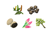 Southeast Asian Spices, a Food Illustration by Deemak Daksina (Thumbnail 1 of 3)