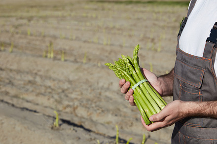 Farmer with bunch of green asparagus on field background