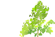 №30 Collection trees watercolor, a Decorative Illustration by Rasveta (Thumbnail 4 of 5)