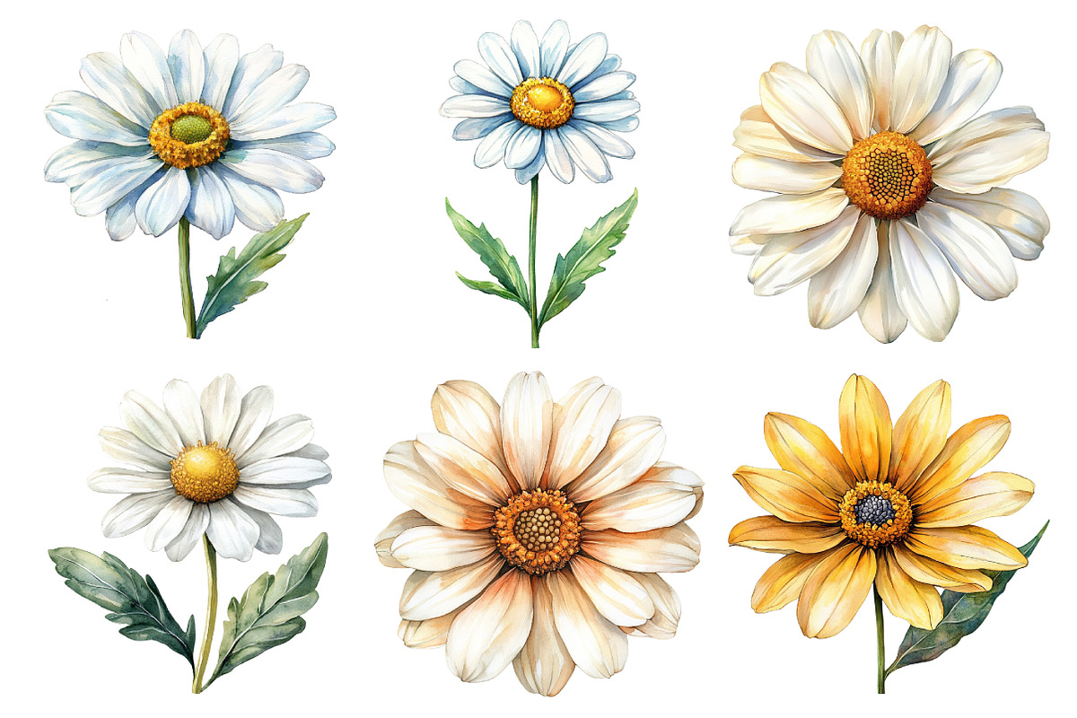 Watercolor Daisy Clipart Bundle, an Illustration by Daily.Designs (Photo 4 of 5)