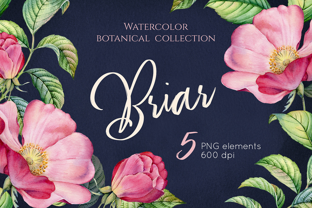 Watercolor Botanical Briar Flowers, a Graphic by Akvarelldesign (Photo 1 of 3)