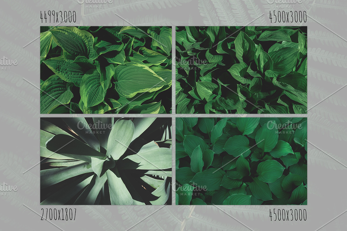 Green textures - photo bundle, a Nature Photo by rorygez fresh (Photo 5 of 6)
