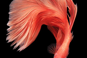 Colourful betta fish stock photo containing aggressive and animal