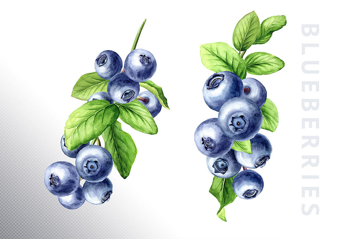 Blueberry. Watercolor collection, a Food Illustration by Daria Ustiugova (Photo 6 of 25)