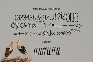 WHITE STORK. A HANDWRITTEN DUO FONT.