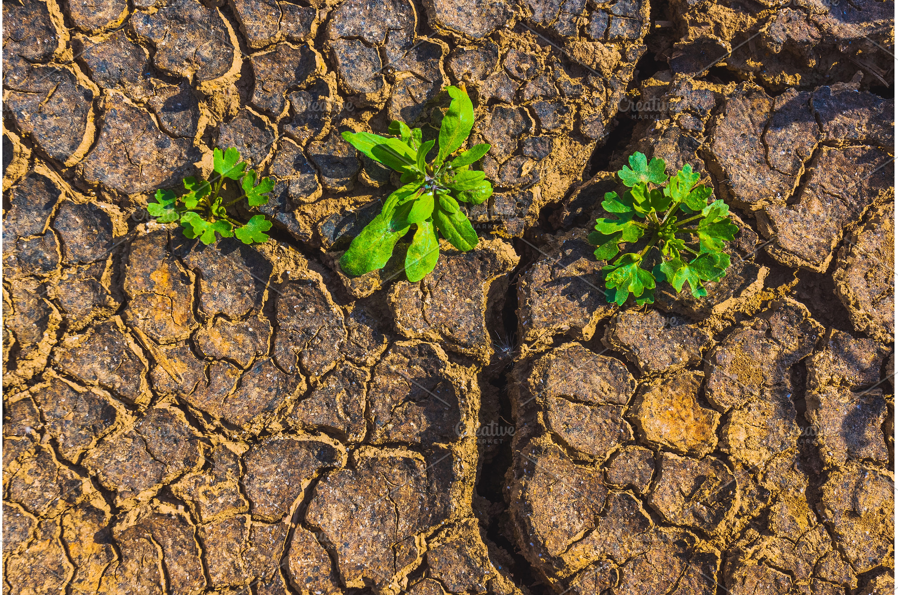 Cracked earth, metaphoric for, an Abstract Photo by Lukas Jonaitis SHOP