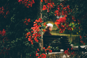 Red bougainvillea, soft bokeh mood, a Person Photo by SkyNext